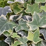 Hedera