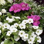 Bedding Plants